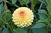 DAHLIA RYECROFT DELIGHT