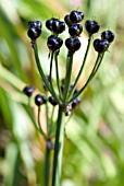 ALLIUM WALLICHII