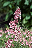 DIASCIA DAYDREAM