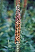 DIGITALIS PARVIFLORA