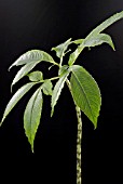 AMORPHOPHALLUS BULBIFER,  SNAKE PALM