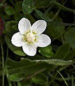 PARNASSIA PALUSTRIS