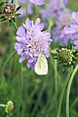 SCABIOSA COLUMBARIA BUTTERFLY BLUE
