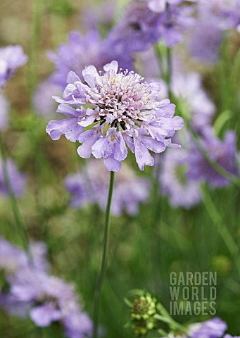 SCABIOSA_COLUMBARIA_BUTTERFLY_BLUE