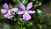 VIOLA CORNUTA VICTORIA CAWTHORNE