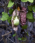 ARISTOLOCHIA GIGANTEA