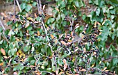 ARONIA MELANOCARPA AUTUMN MAGIC