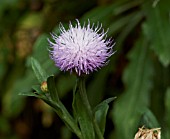 CHEIROLOPHUS CANARIENSIS