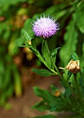 CHEIROLOPHUS CANARIENSIS