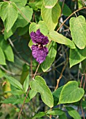 DALECHAMPIA ARISTOLOCHIAEFOLIA