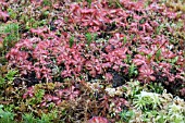 DROSERA ALICIAE