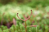 DROSERA BINATA DICHOTOMA