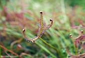 DROSERA BINATA