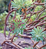 EUPHORBIA ATROPURPUREA