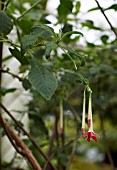 FUCHSIA BOLIVIANA VAR ALBA