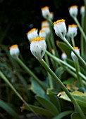 HAEMANTHUS ALBIFLOS