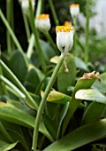 HAEMANTHUS ALBIFLOS