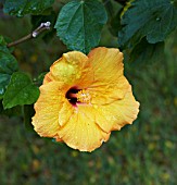 HIBISCUS ROSA SINENSIS