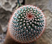 MAMMILLARIA POLYTHELE