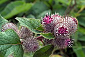 ARCTIUM MINUS,  COMMON BURDOCK