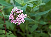 PENTAS LANCEOLATA QUARTINIANA