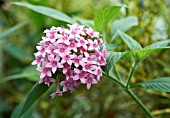 PENTAS LANCEOLATA QUARTINIANA