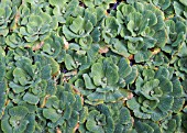 PISTIA STRATIOTES