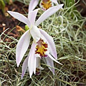 PLEIONE LIZ SHAN