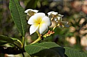 PLUMERIA RUBRA ACUTIFOLIA