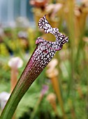 SARRACENIA LEUCOPHYLLA