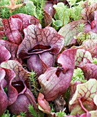 SARRACENIA PURPUREA VENOSA