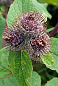 ARCTIUM MINUS,  COMMON BURDOCK