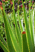 ALOE PRETORIENSIS