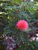 CALLIANDRA HAEMATOCEPHALA