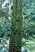 CEIBA PUBIFLORA