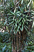 DRACAENA FRAGRANS DEREMENSIS GROUP