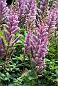 ASTILBE PUMILA