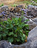 LIMONIUM ARBORESCENS