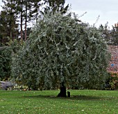 PYRUS SALICIFOLIA