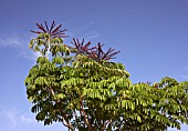 SCHEFFLERA ACTINOPHYLLA