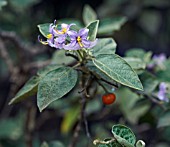 SOLANUM VESPERTILIO