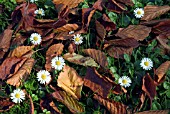 BELLIS PERENNIS,  COMMON DAISY