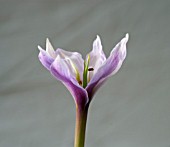 COLCHICUM SZOVITSII