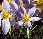 CROCUS DALMATICUS PETROVAC