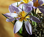 CROCUS RUJANENSIS