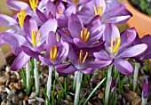 CROCUS TOMMASINIANUS LYNS PINK