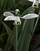 GALANTHUS CAUCASICUS