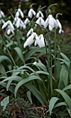 GALANTHUS CEDRICS PROLIFIC