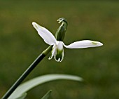 GALANTHUS JESSICA