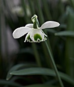 GALANTHUS LAVINIA